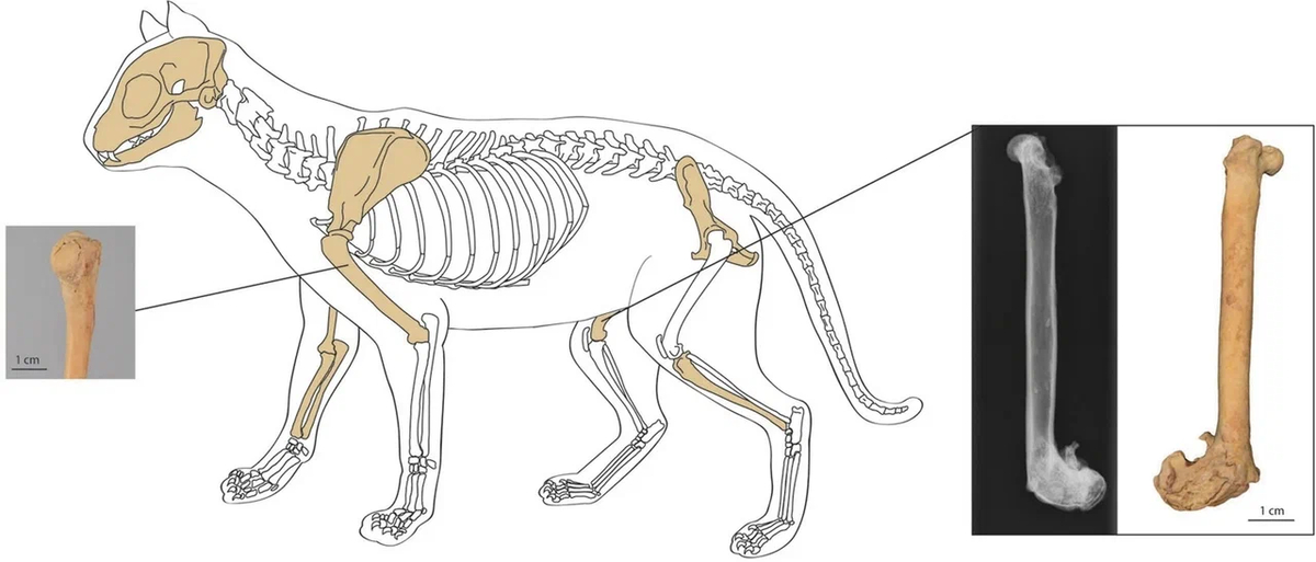 Кости кошки. Скелет бедер кошки. Скелет домашней кошки. Ключица у кота.