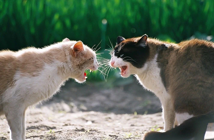 Як відрізнити, коли кішки грають, а коли б'ються та з'ясовують стосунки? Як розняти котів? Кіт, Домашні тварини, Книга тварин, Яндекс Дзен, Довгопост
