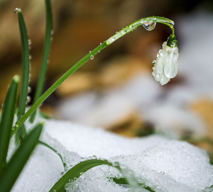Подснежник