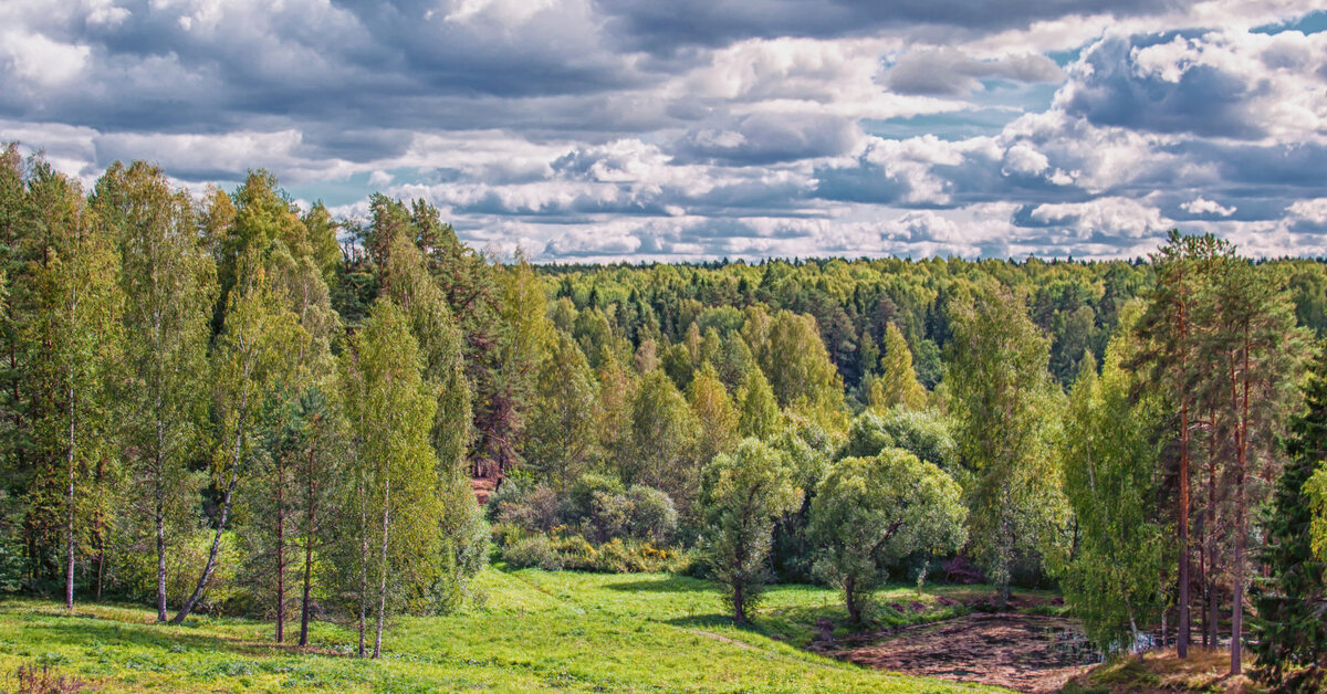 Там чудеса: там леший бродит... | Пикабу