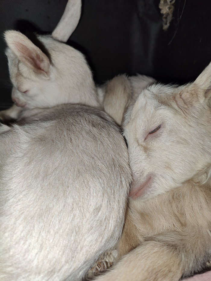 Продолжение поста «Соседка попросила меня забрать и выходить новорожденных козлят. Мать коза заболела»