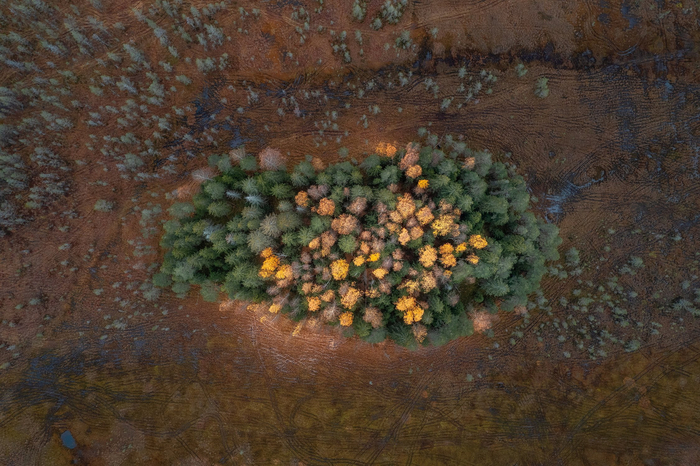 Лесной остров на болоте