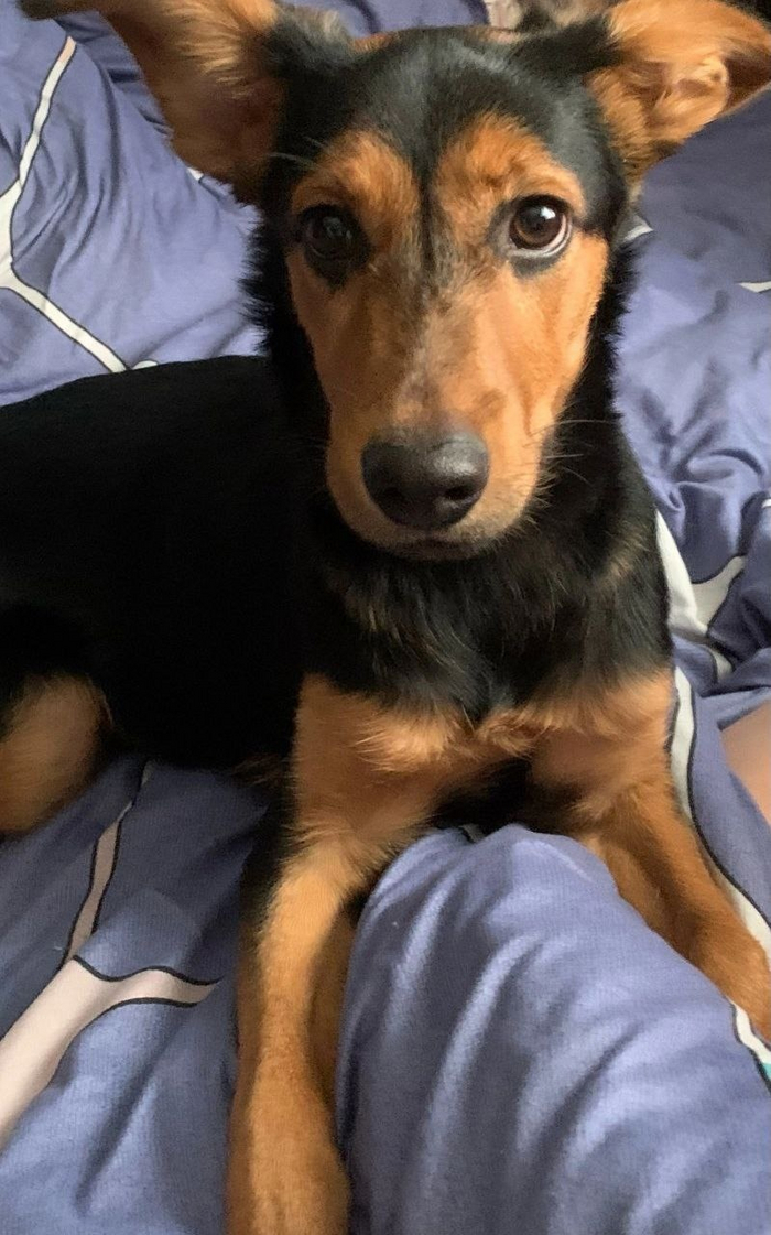 Щенок в добрые руки!