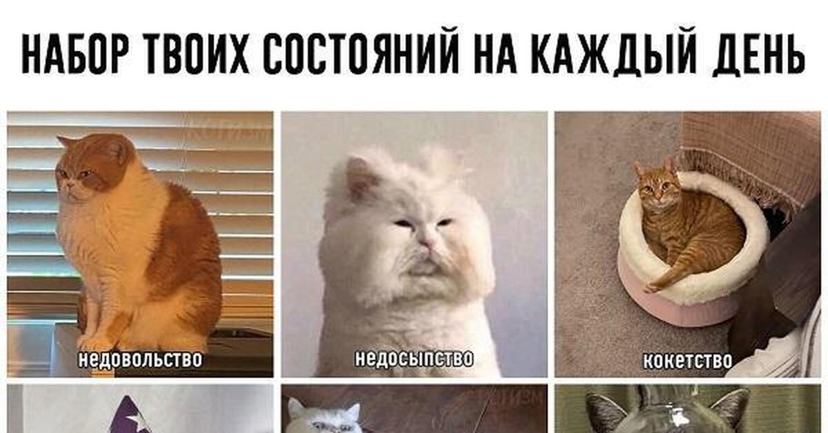 Как выглядит стресс кота Недельное расписание Пикабу