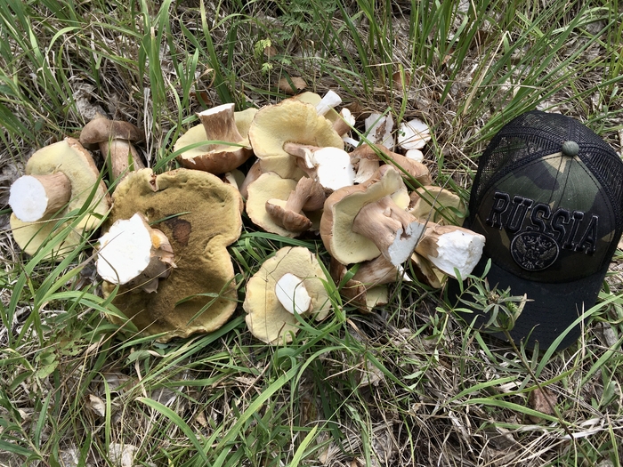 Белые грибы 2020