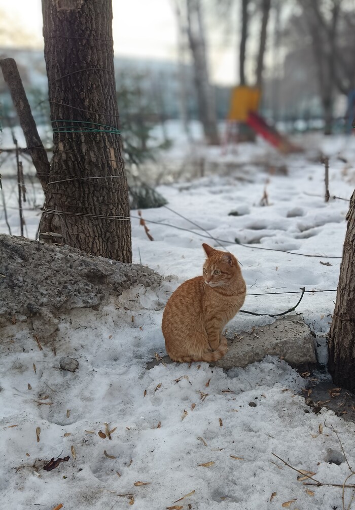 Рыжики повылазили