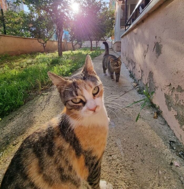 Шел бы ты отсюда петушок