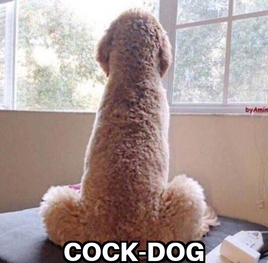   Hot-Dog,   Cock-dog