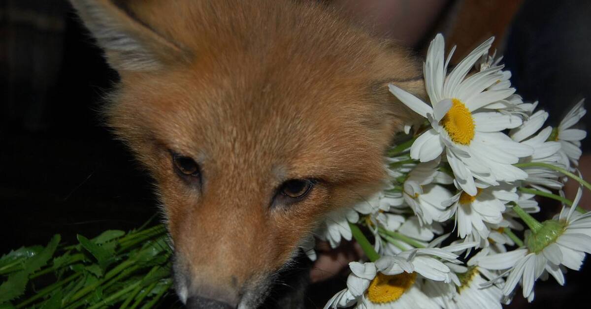 Лиса в ромашках. Лиса в цветах. Fox gives Flower. Flower foxes