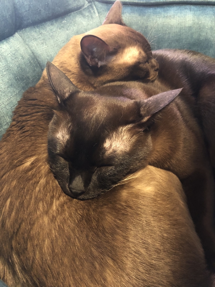 ����� ���