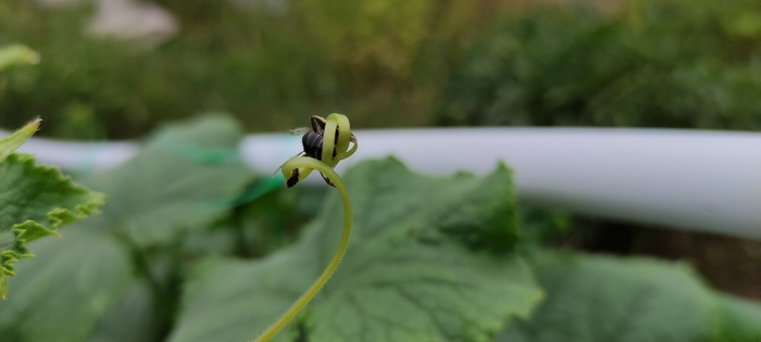 Плохо опыляла