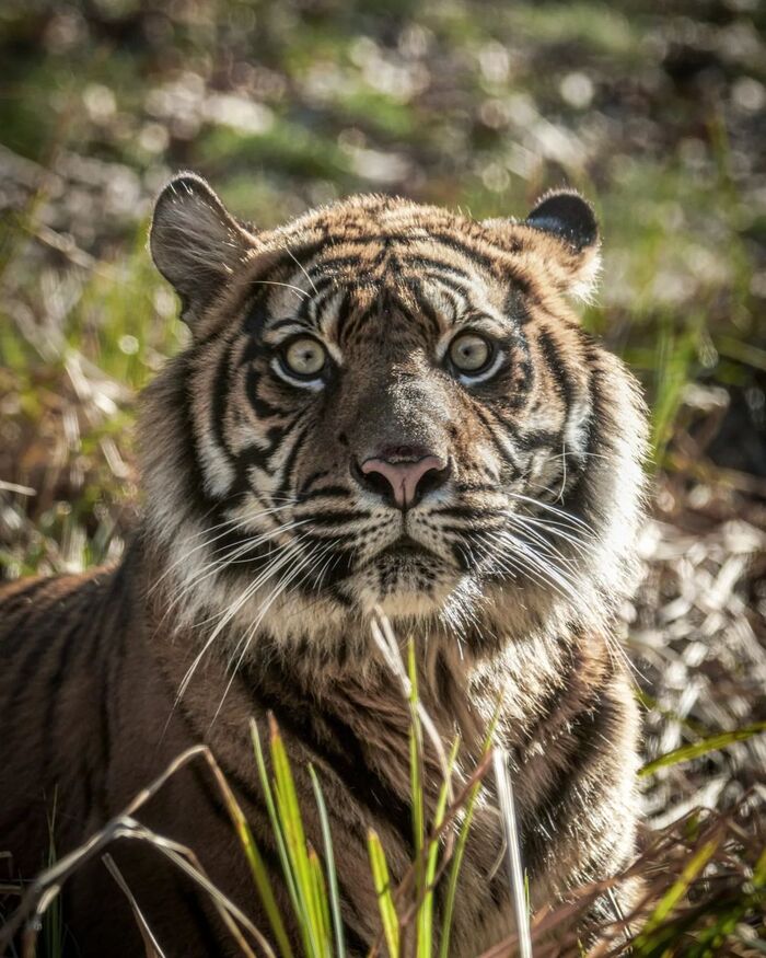 Удивление Суматранский тигр, Тигр, Вымирающий вид, Большие кошки, Семейство кошачьих, Хищные животные, Дикие животные, Зоопарк, Фотография, Взгляд