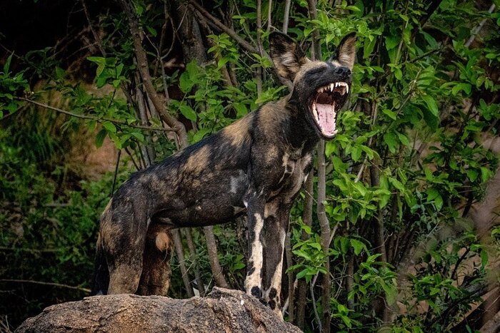Гиеновидная собака демонстрирует зубы Гиеновидная собака, Вымирающий вид, Псовые, Хищные животные, Дикие животные, Дикая природа, Заповедники и заказники, Африка, Фотография, Пасть, Зубы, Кения