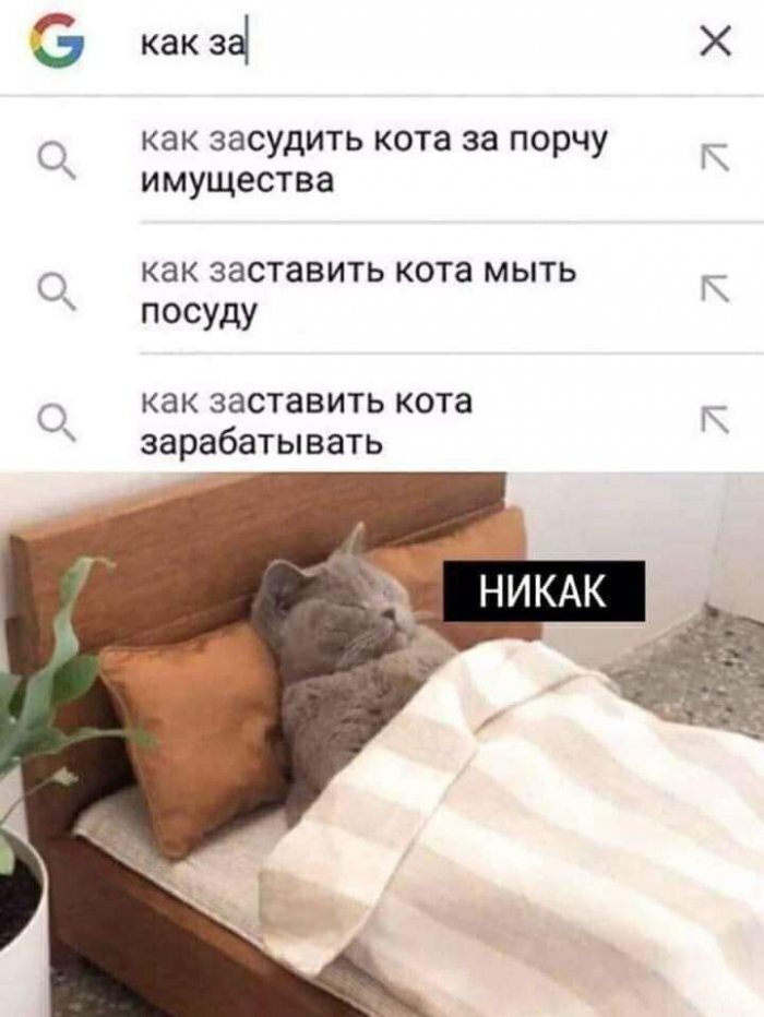 Вся суть кота