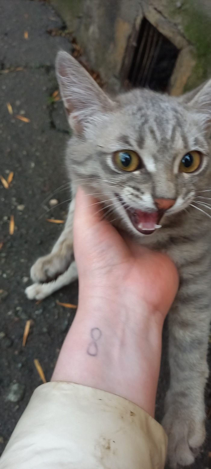 Серый котик ищет дом, Алматы, Казахстан