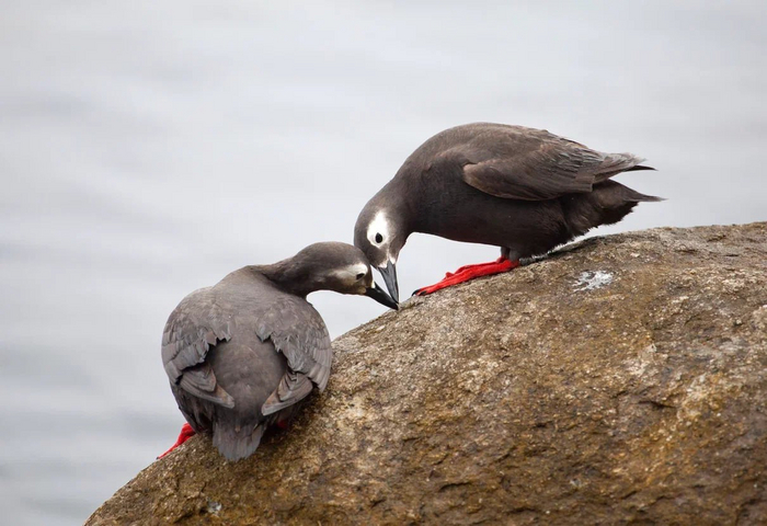 Есть птицы, которые после обеда не летают
