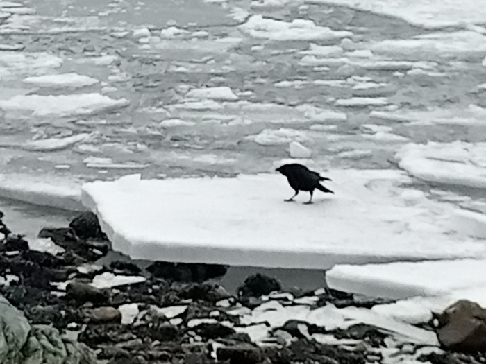 Мега отлив Отлив, Море, Камчатка, Петропавловск-Камчатский, Мидии, Длиннопост