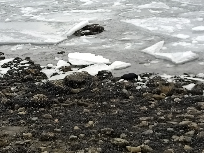 Мега отлив Отлив, Море, Камчатка, Петропавловск-Камчатский, Мидии, Длиннопост