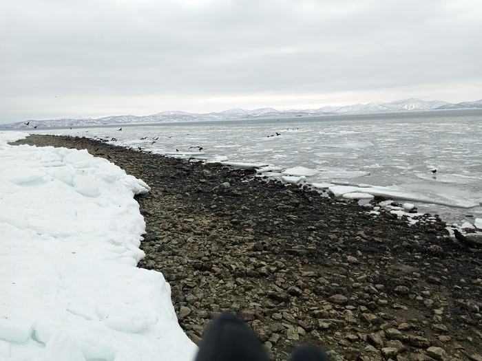Мега отлив Отлив, Море, Камчатка, Петропавловск-Камчатский, Мидии, Длиннопост