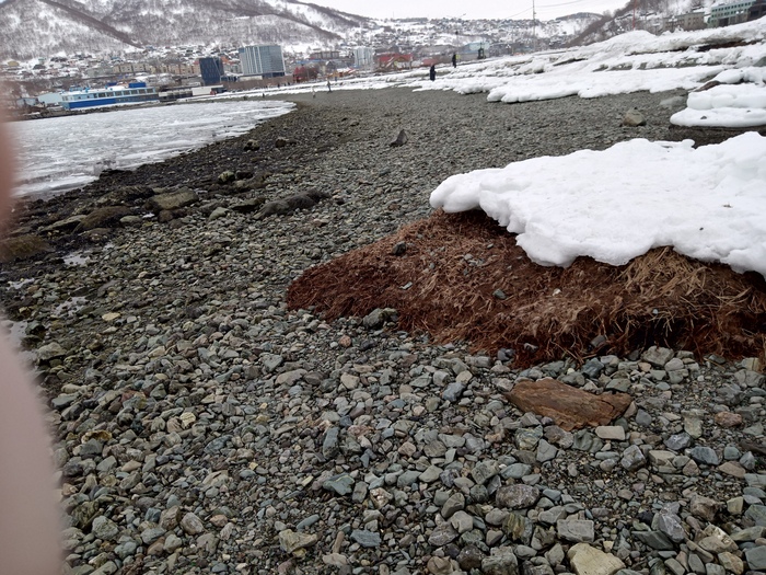 Мега отлив Отлив, Море, Камчатка, Петропавловск-Камчатский, Мидии, Длиннопост