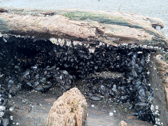 Мега отлив Отлив, Море, Камчатка, Петропавловск-Камчатский, Мидии, Длиннопост