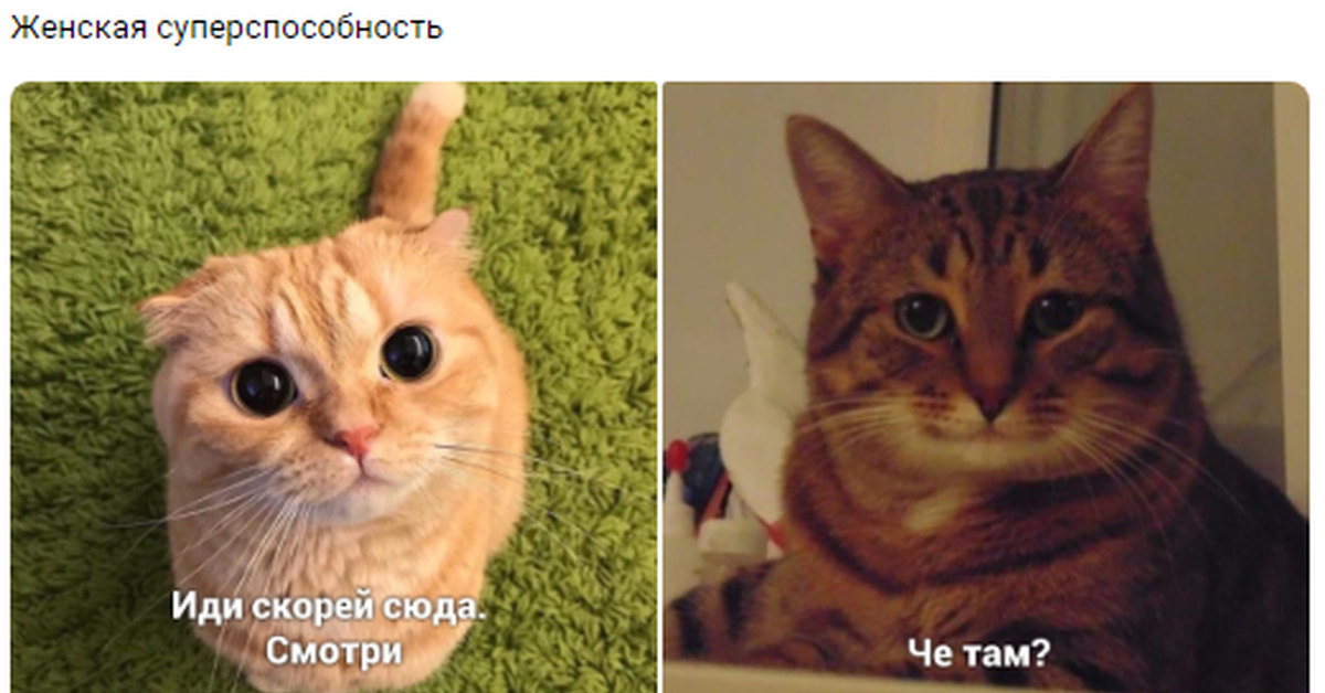 Кот из Шрека | Пикабу
