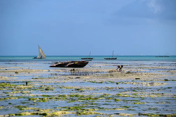 Огороды на Занзибаре Туризм, Путешествия, Огород, Африка, Занзибар, Длиннопост, Фотография