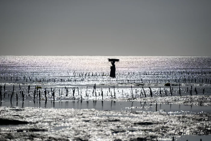 Огороды на Занзибаре Туризм, Путешествия, Огород, Африка, Занзибар, Длиннопост, Фотография