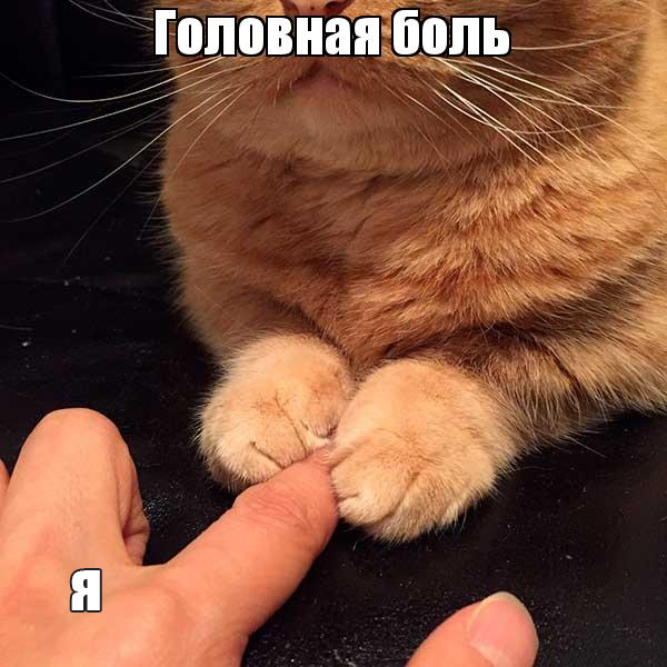      WhatsApp      - WhatsApp, ,  