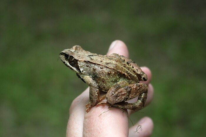 Высоко сижу, далеко гляжу ...