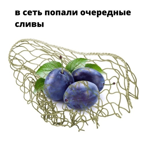 Сливы | Пикабу