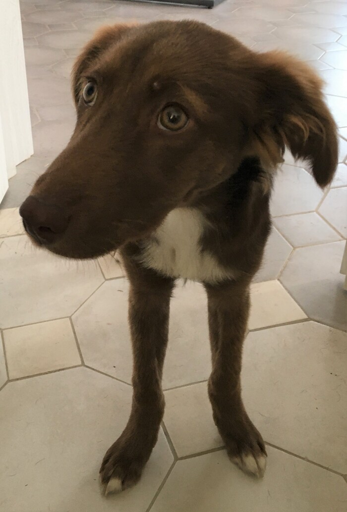 Какой-то странный зверь получился