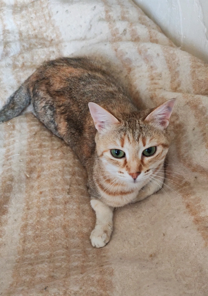 ��� ����-������ �������� ��������