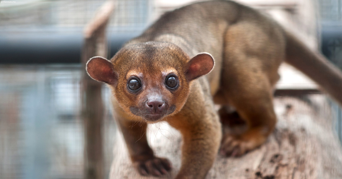 Цепкохвостый медведь кинкажу. Умные игры животные. Мадагаскарская руконожка. Хищник фосса. Игра что за зверь.