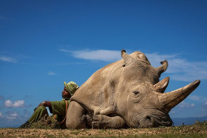 Наджин Фотография, Красная книга, Белый носорог, Африка