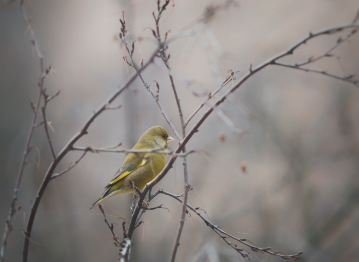 Зеленушка 300 Зоннаром