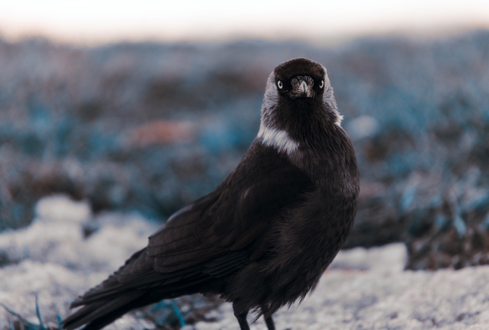Прогулка в Коломенском парке