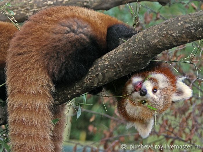 Ответ на пост «Почему все гладят только манулов?»