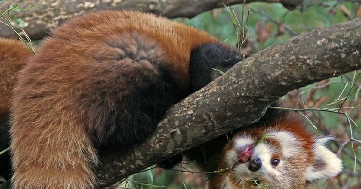 Малая панда чем питается. Красная Панда ареал обитания. Красная Панда место обитания. Малая (красная, рыжая, енотовидная) Панда. Красная малая Панда место обитания.