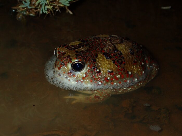 Это среда, мои чуваки