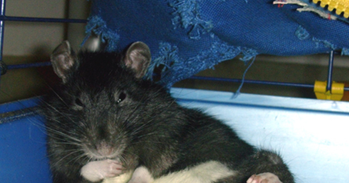 Почему крысы спят. Крысы домашние.