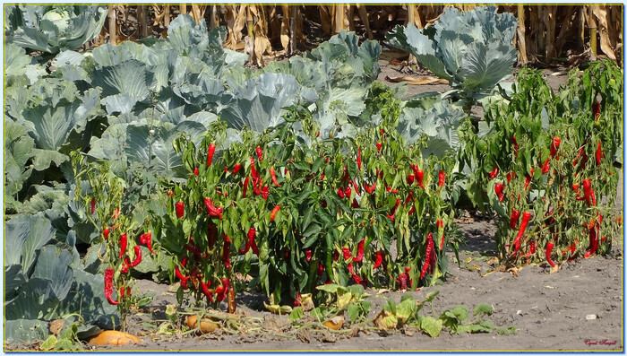 ��������� ������