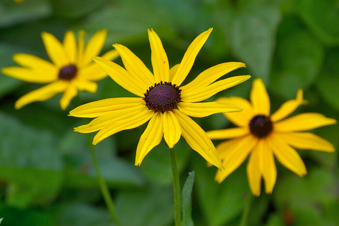 Эхинацея/Рудбекия