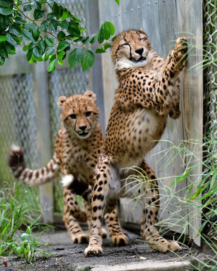 Раз, два, три, четыре, пять! Я иду искать!