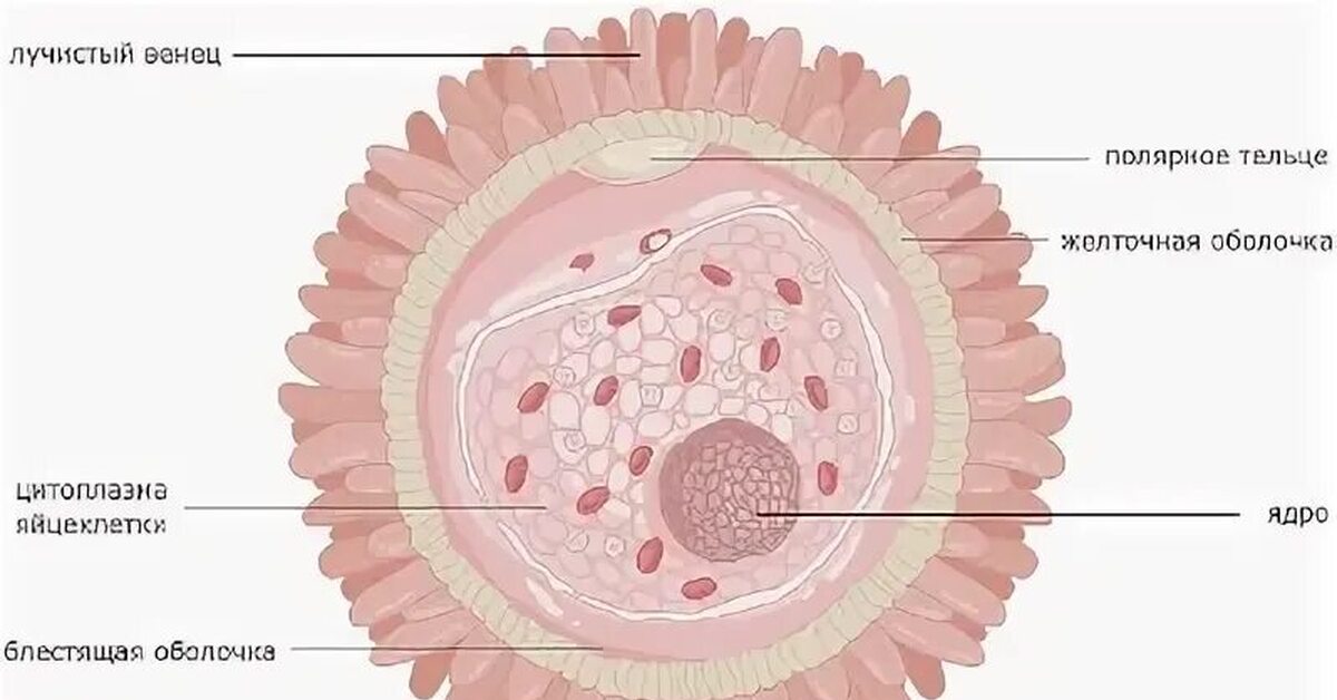 Яйцеклетка строение. Строение яйцеклетки животных. Структура яйцеклетки. Схема строения яйцеклетки. Строение яйцеклетки человека.