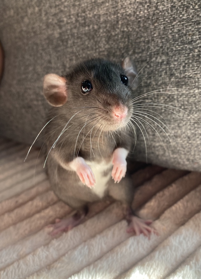 Ужас, летящий на крыльях ночи