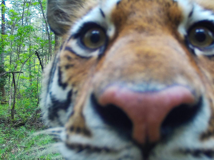 Тигры и фотоловушки