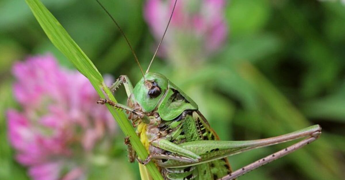 Кузнечик фото. Decticus verrucivorus. Длинноголовый кузнечик. Кузнечиковые отряд. Пестрый кузнечик.