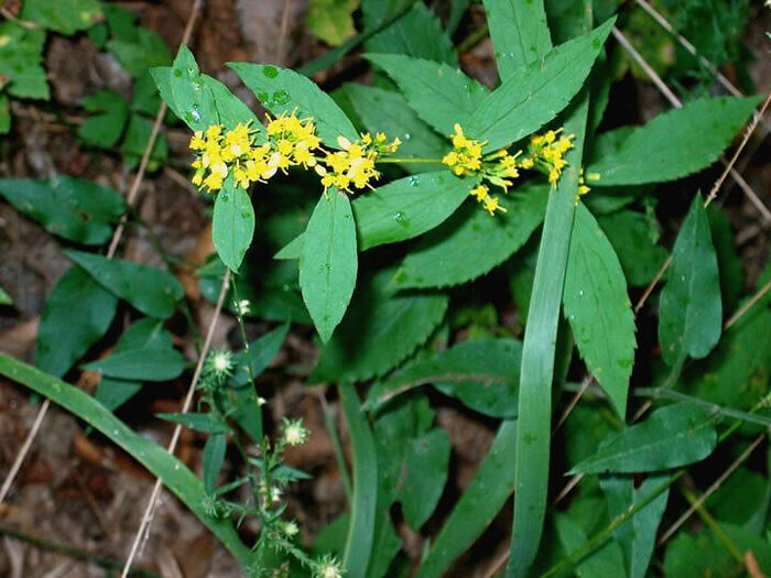 Топ-10 Самых редких и исчезающих растений мира | Пикабу