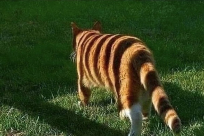 Всего лишь тень…